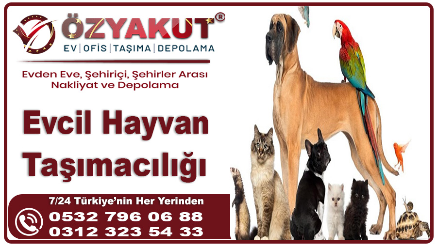 Evcil Hayvan Taşımacılığı